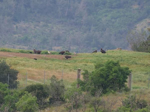 <h3><a href="/trips/Greece/biota/animalia/chordata/aves/accipitriformes/accipitridae/aegypius monachus/aegypius monachus-nl.html">Aegypius&nbsp;monachus</a> / Cinereous&nbsp;vulture / Monniksgier</h3><p>Naast de monniksgieren zijn er ook twee aasgieren</p>OM-1 Mark II met OLYMPUS M.150-400mm F4.5 TC, 1/2000 sec  bij F5.6, ISO 1600, afstand 311&nbsp;m
